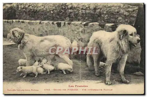 Cartes postales Chiens des Pyrenees Une interessante famille Chien