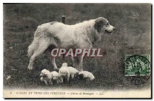 Ansichtskarte AK Chiens de montagne Pyrenees Chien