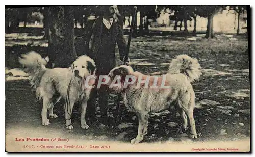 Cartes postales Chiens des Pyrenees Deux amis Chien