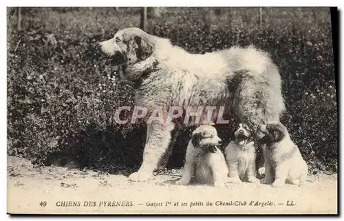 Ansichtskarte AK Chiens des Pyrenees Gazost 1er et ses petits du Chenil Club d&#39Argeles Chien