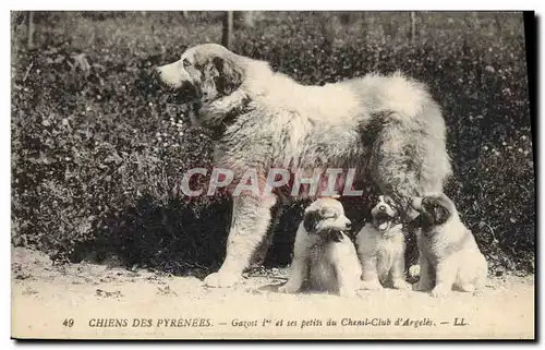 Cartes postales Chiens des Pyrenees Gazost 1er et ses petits du Chenil Club d&#39Argeles Chien