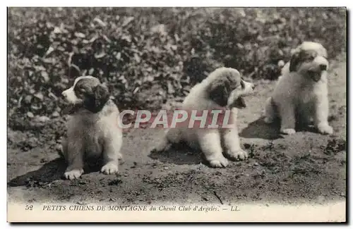 Ansichtskarte AK Petits Chiens de montagne du chenil club d&#39Argeles Chien