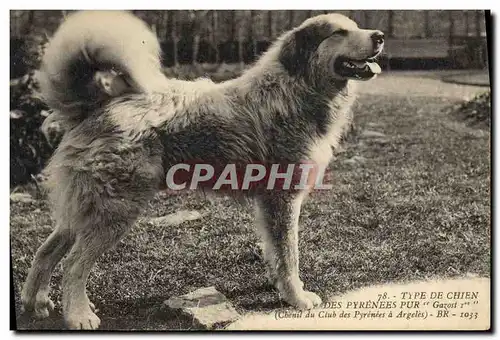 Cartes postales Chiens Chien Pyrenees Gazost 1er Chenil du club des Pyrenees a Argeles