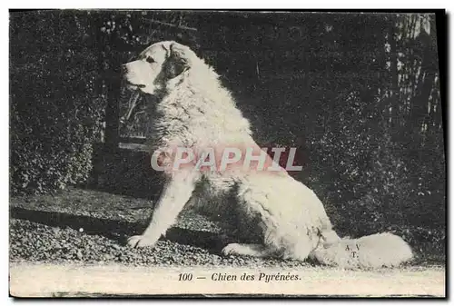 Cartes postales Chiens Chien des Pyrenees