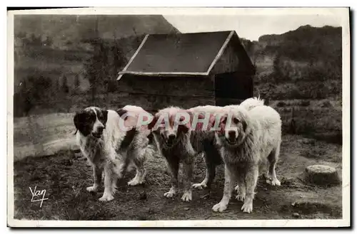 Ansichtskarte AK Chiens des Pyrenees Chien