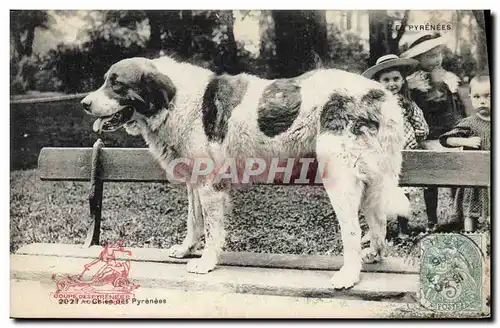 Ansichtskarte AK Chiens des Pyrenees Chien Enfants