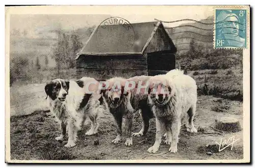 Cartes postales Chiens des Pyrenees Chien