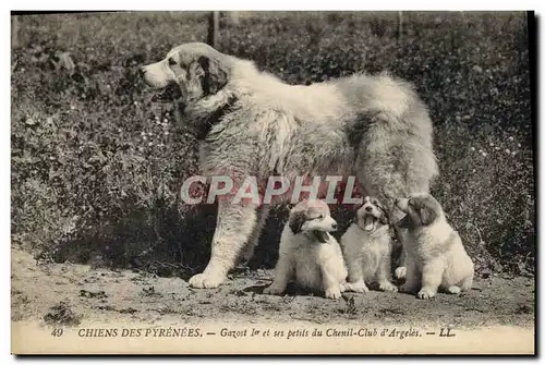 Ansichtskarte AK Chiens des Pyrenees Gazost 1er et ses petits du Chenil Club d&#39Argeles Chien