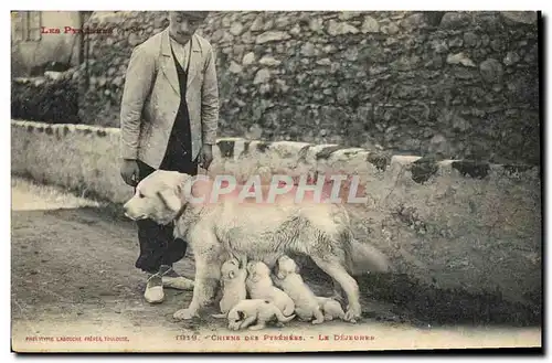 Ansichtskarte AK Chiens des Pyrenees le dejeuner Chien