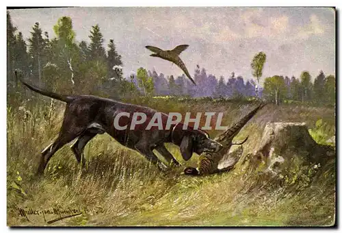 Cartes postales Chasse Chien Perdrix