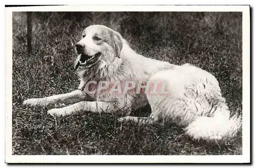 Cartes postales Chiens Chien des Pyrenees