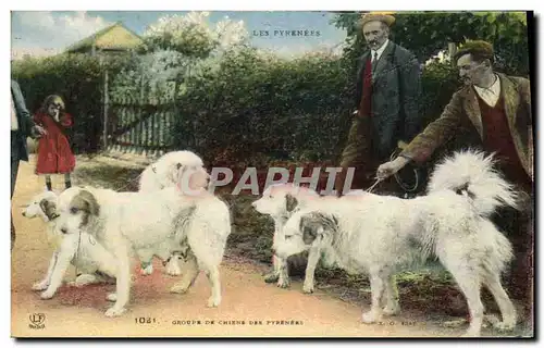 Cartes postales Chiens Chien des Pyrenees