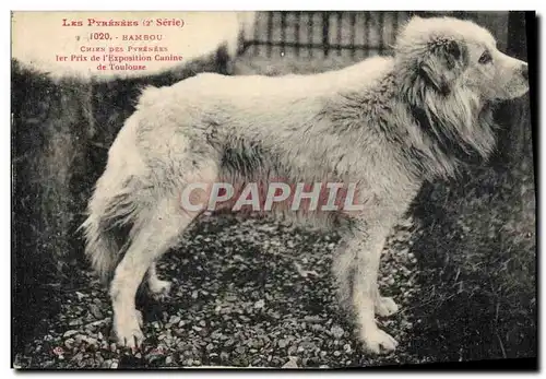 Cartes postales Chiens Chien des Pyrenees 1er prix de l&#39exposition canine de Toulouse Bambou