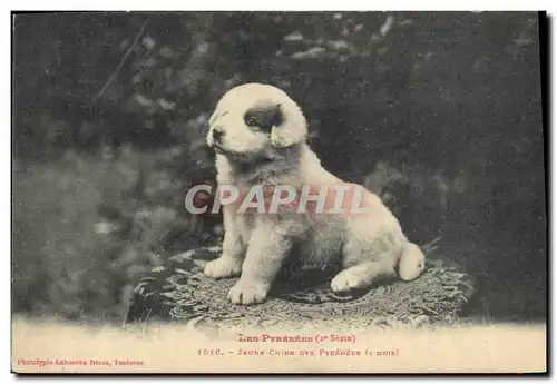 Cartes postales Chiens Jeune Chien des Pyrenees