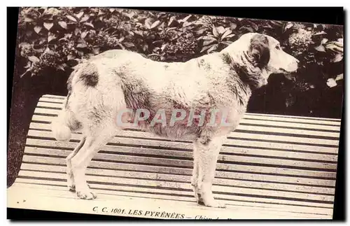 Cartes postales Chiens Chien des Pyrenees