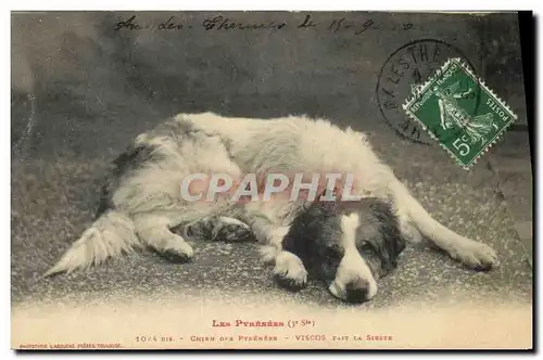 Cartes postales Chiens Chien des Pyrenees Viscos fait la sieste