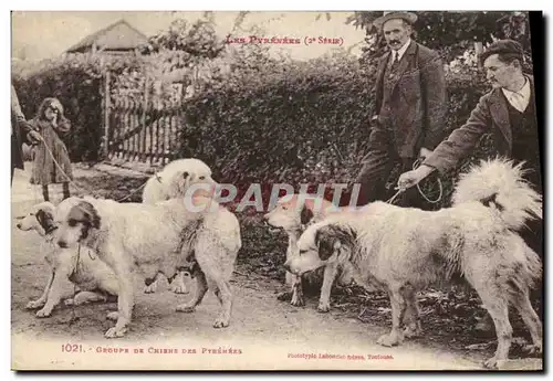 Cartes postales Chiens des Pyrenees Chien