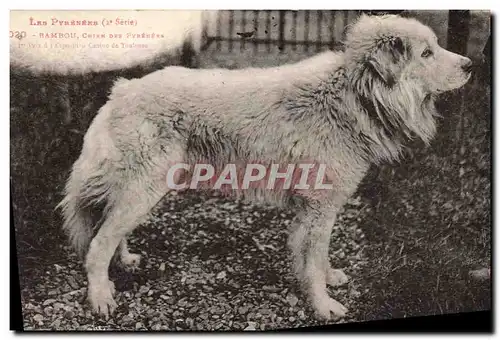 Cartes postales Chiens Chien des Pyrenees 1er prix de l&#39exposition canine de Toulouse Bambou