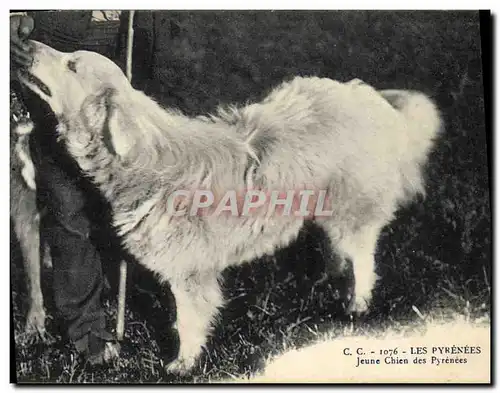 Cartes postales Chiens Jeune Chien des Pyrenees