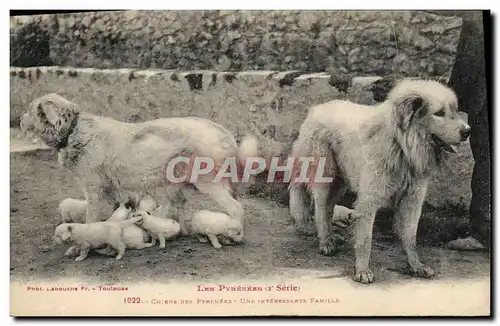 Cartes postales Chiens des Pyrenees Une interessante famille Chien