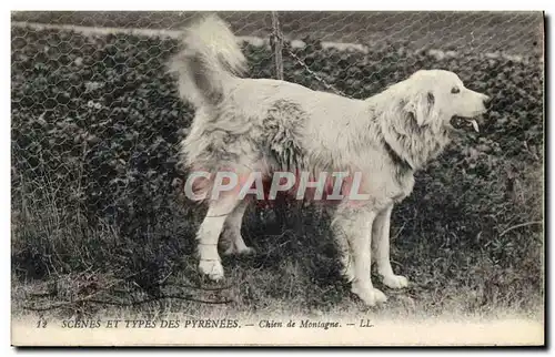 Ansichtskarte AK Chiens Chien de montagne Pyrenees