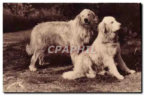 Cartes postales Chiens des Pyrenees Chien Gardiens de troupeaux contre l&#39ours