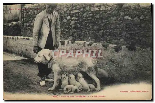 Cartes postales Chiens Chien des Pyrenees Le dejeuner