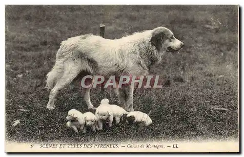 Cartes postales Chiens de montagne Pyrenees Chien