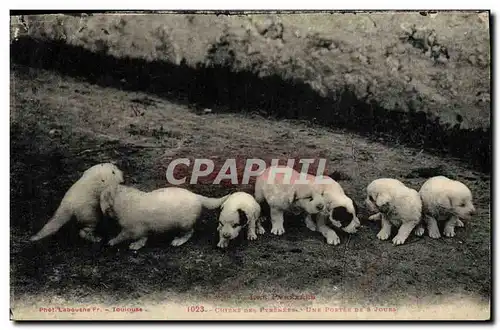 Cartes postales Chiens des Pyrenees Une portee de 8 jours Chien