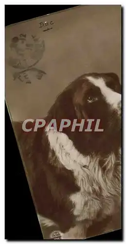 Cartes postales Chiens Chien