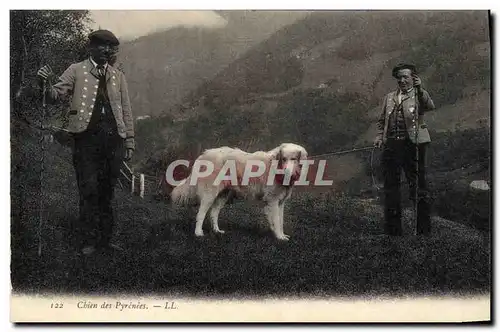 Cartes postales Chiens Chien des Pyrenees