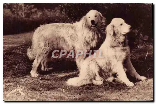 Cartes postales Chiens des Pyrenees Chien Gardiens de troupeaux contre l&#39ours