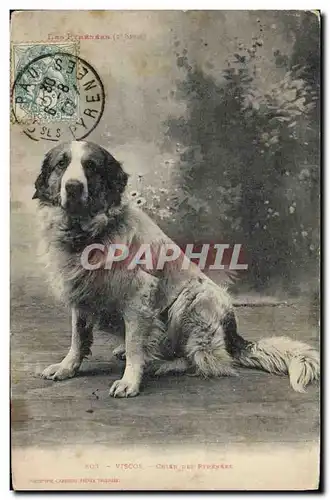 Cartes postales Chiens Chien des Pyrenees Viscos