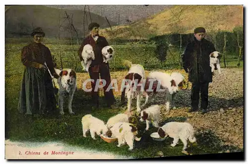 Cartes postales Chiens de montagne Chien