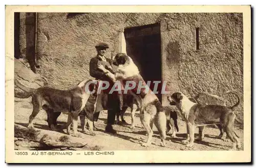 Ansichtskarte AK Au St Bernard Les Chiens Chien