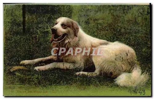 Cartes postales Chiens Chien des Pyrenees