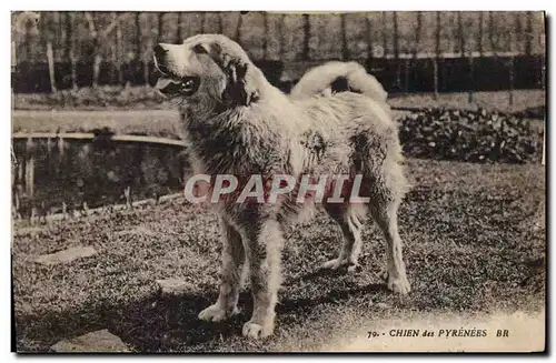 Cartes postales Chiens Chien des Pyrenees