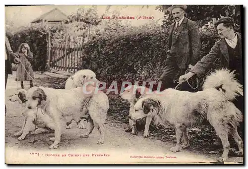 Cartes postales Chien Chiens des Pyrenees