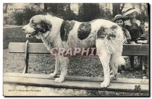 Cartes postales Chiens Chien des Pyrenees