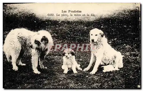 Cartes postales Chiens Chien Les Pyrenees Le pere la mere et le fils