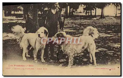 Ansichtskarte AK Chiens des Pyrenees Chien Deux amis