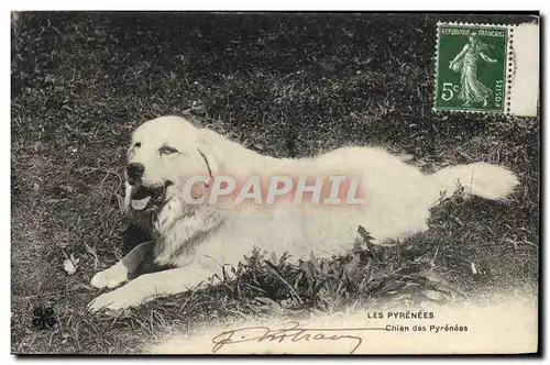 Cartes postales Chiens Chien des Pyrenees