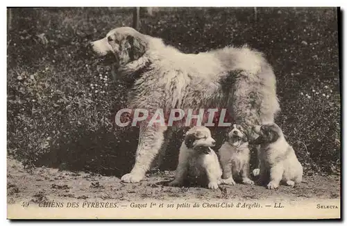 Ansichtskarte AK Chiens des Pyrenees Gazost 1er et ses petits du Chenil Club d&#39Argeles Chien