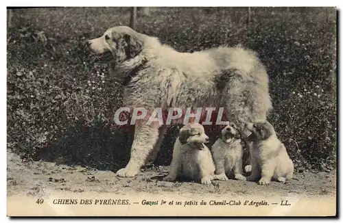 Cartes postales Chiens des Pyrenees Gazost 1er et ses petits du Chenil Club d&#39Argeles Chien