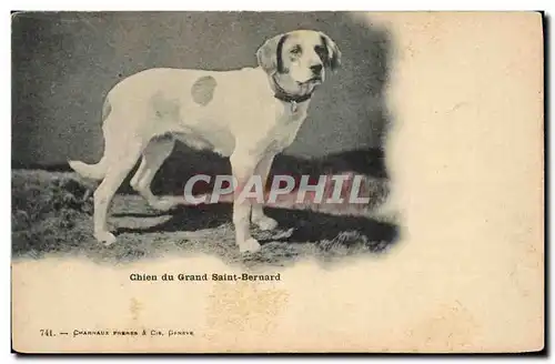 Cartes postales Chiens Chien du Grand St Bernard