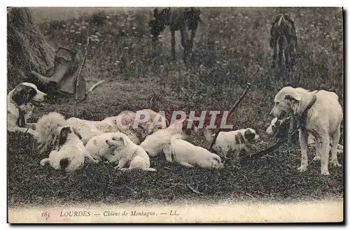 Ansichtskarte AK Chiens de montagne Lourdes Chien