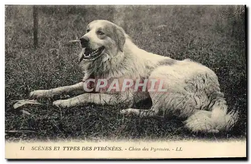 Cartes postales Chiens Chien des Pyrenees