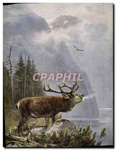 Cartes postales Chasse Cerf