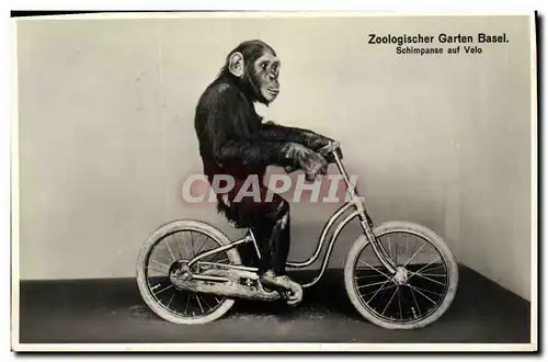 Ansichtskarte AK Zoologischer Garten Bassel Velo Cycle Singe