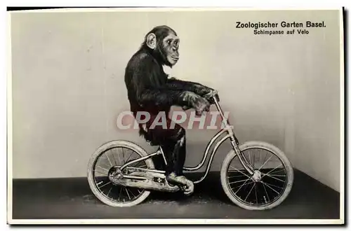 Cartes postales Zoologischer Garten Bassel Velo Cycle Singe